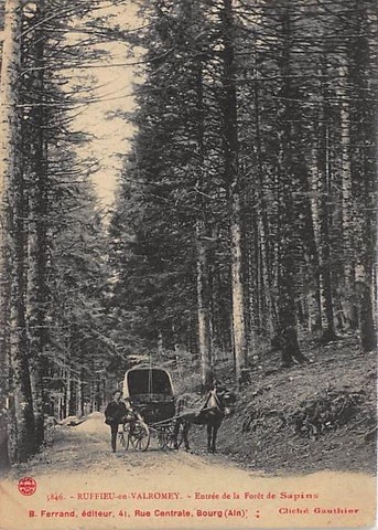 Ruffieu - Entrée Dans La Forêt De Sapins