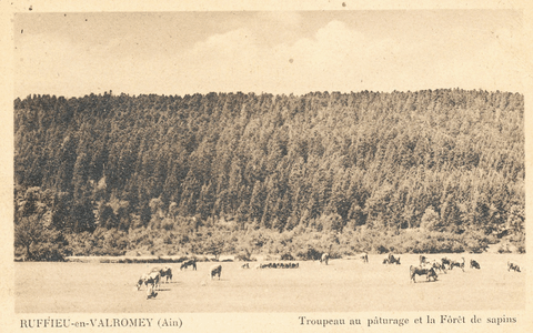 Ruffieu - Troupeau Au Patûrage